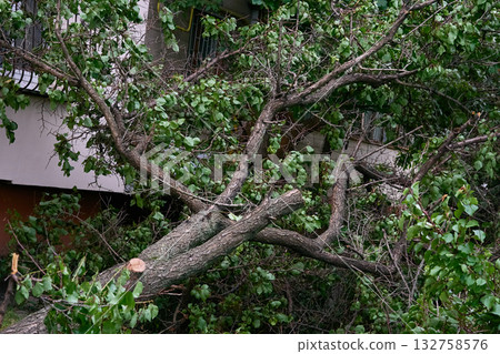 After big srorm.Fallen broken trees felled by a wind After big srorm.Fallen broken trees felled by a wind 132758576