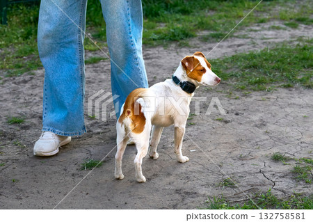 The owner in jeans with Jack Russell Terrier on walk 132758581