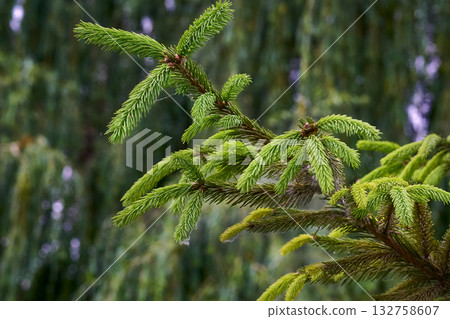 Fresh green spruce branches fir pine with needles Fresh green spruce branches fir pine with needles 132758607