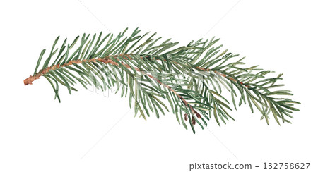 Watercolor Fir Branch. Realistic Hand painted illustration of Winter forest plant with green needles on white background. Pine or Spruce Twig For Christmas and New Year design, prints or decorations. 132758627