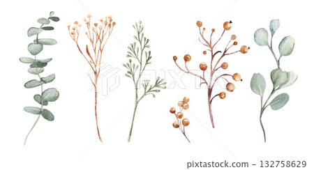 Watercolor winter botanical set with eucalyptus, dried grass, yellow Tansy, wild berries and delicate branches. Hand painted isolated elements perfect for Christmas design, wedding decor, packaging or Watercolor winter botanical set with eucalyptus, dried grass, yellow Tansy, wild berries and delicate branches. Hand painted isolated elements perfect for Christmas design, wedding decor, packaging or 132758629