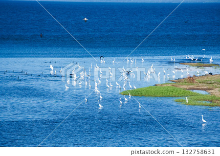 Lake Blue and a flock of egrets Lake Blue and a flock of egrets 132758631