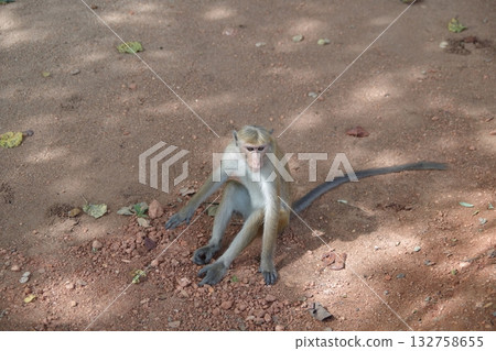 Monkeys of Polonnaruwa, a World Heritage Site in Sri Lanka Monkeys of Polonnaruwa, a World Heritage Site in Sri Lanka 132758655