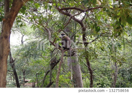 Monkeys of Polonnaruwa, a World Heritage Site in Sri Lanka Monkeys of Polonnaruwa, a World Heritage Site in Sri Lanka 132758656