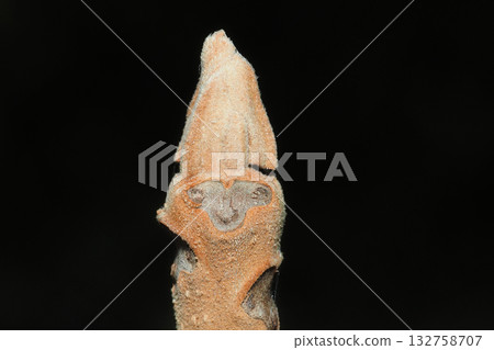 Crab leaves and winter buds 132758707