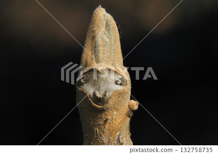 蟹葉和冬芽 132758735