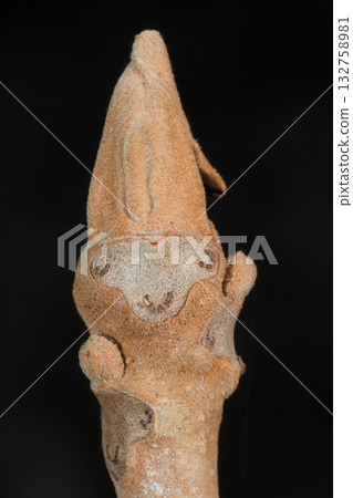 Crab leaves and winter buds 132758981