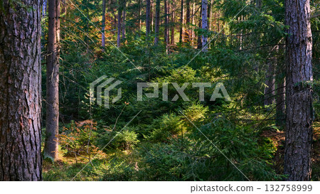 Warm summer.Green fresh forest thicket with sunny rays 132758999