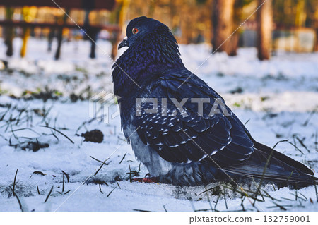 Lonely pigeon on cold snow on a sunny winter day Lonely pigeon on cold snow on a sunny winter day 132759001