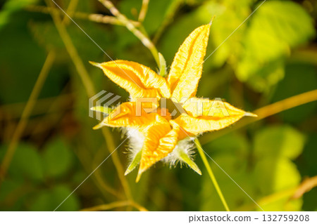 Yellow flower of winter melon 132759208