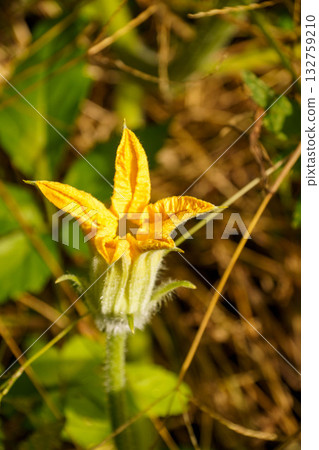 Yellow flower of winter melon 132759210