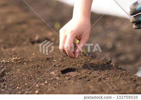 Young woman sowing vegetable seeds in the field 132759310