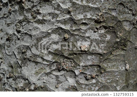Zelkova skin 132759315