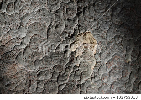 Zelkova skin 132759318