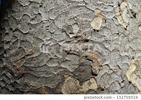 Zelkova skin 132759319