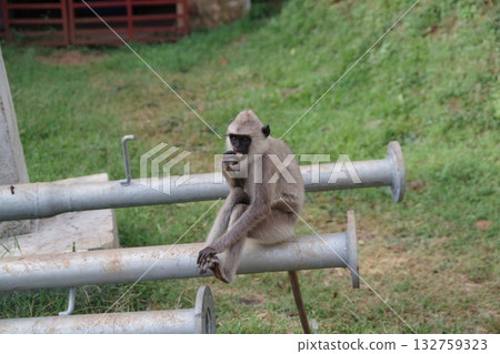 斯里蘭卡世界遺產地阿努拉德普勒的哈努曼葉猴 斯里蘭卡世界遺產地阿努拉德普勒的哈努曼葉猴 132759323