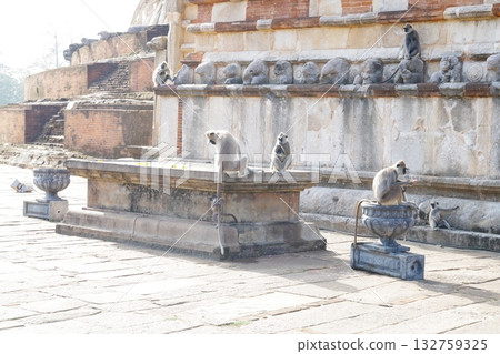 Sri Lanka World Heritage Site Hanuman Langur in the sacred Anuradhapura 132759325