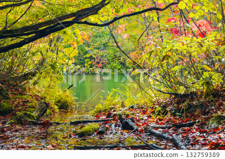 Autumn leaves at Kamaike Pond [Otari Village, Kitaazumi District] 132759389