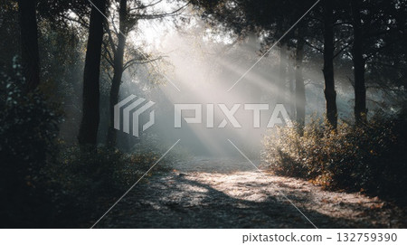 Golden Sunbeams Through Misty Forest Path Create Serene Morning Mood 132759390