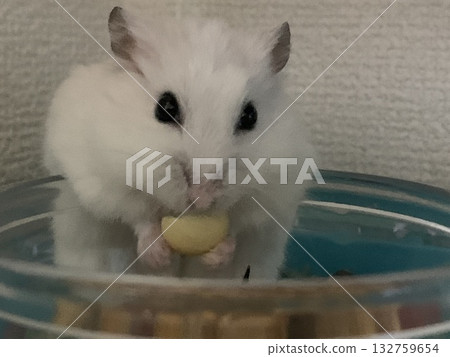 非洲倉鼠珍珠白大福 132759654