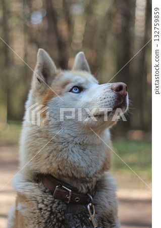 A cream-colored husky with striking blue eyes looks intently upwards, captured in a close-up profile against a soft, blurred forest background. Concept of canine beauty and natural curiosity. A cream-colored husky with striking blue eyes looks intently upwards, captured in a close-up profile against a soft, blurred forest background. Concept of canine beauty and natural curiosity. 132759859