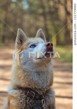 A striking Siberian husky with piercing blue eyes is captured in a close-up portrait, looking upwards into a soft, blurred forest setting. Concept of wild beauty and gentle gaze. 132759860