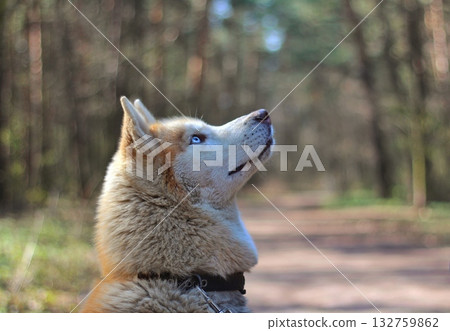 A stunning portrait of a husky with vibrant blue eyes and a fluffy coat, looking upwards in a forest setting with blurred bokeh lights. Concept of natural beauty and loyal companionship. A stunning portrait of a husky with vibrant blue eyes and a fluffy coat, looking upwards in a forest setting with blurred bokeh lights. Concept of natural beauty and loyal companionship. 132759862
