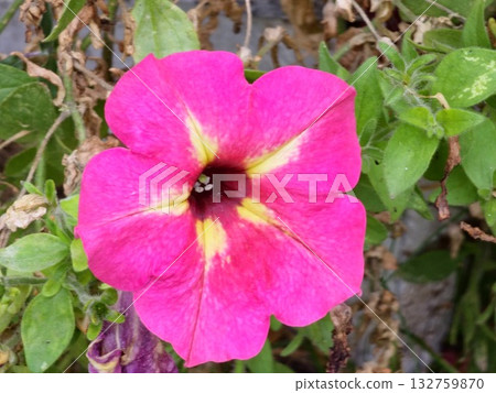 Closeup of light pink petunia flower, celebrity petunia, mirage petunia, Surfinia pink petunia Closeup of light pink petunia flower, celebrity petunia, mirage petunia, Surfinia pink petunia 132759870