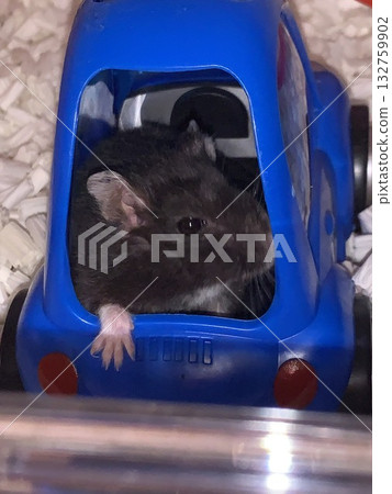 倉鼠從車裡探出頭來 132759902