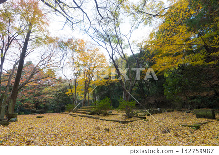 銀杏樹和仁王像（舊大分縣國東市仙洞寺） 132759987