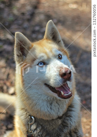 A close-up portrait of a happy husky with striking blue eyes and an open mouth, set against a soft, blurred forest background with bokeh. Concept of joyful companionship and wild spirit. A close-up portrait of a happy husky with striking blue eyes and an open mouth, set against a soft, blurred forest background with bokeh. Concept of joyful companionship and wild spirit. 132760056