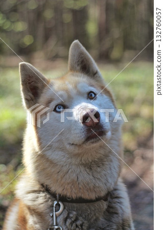 A striking Siberian husky with heterochromatic blue and brown eyes gazes upwards, with a blurred forest background. Concept of natural beauty and loyal companionship. A striking Siberian husky with heterochromatic blue and brown eyes gazes upwards, with a blurred forest background. Concept of natural beauty and loyal companionship. 132760057