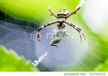 Koganegmo抓住了獵物 Koganegmo抓住了獵物 132760132