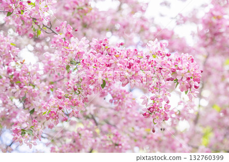 Vibrant pink cherry blossoms blooming on tree branches in full springtime glory with soft sunlight, seasonal natural blurred background 132760399