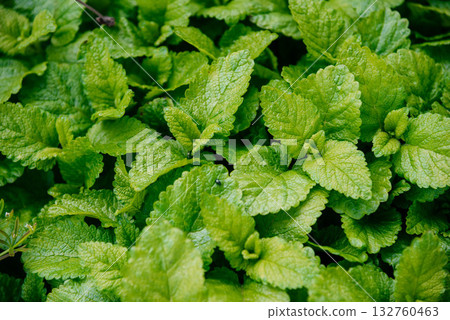 beautiful green leaves of melissa.  132760463