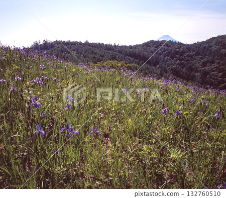 Irises of Mt. Kushigatake 132760510