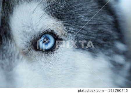 A striking extreme close-up of a husky's bright blue eye, showcasing its piercing gaze and the texture of its fur. Concept of animalistic intensity and piercing gaze. A striking extreme close-up of a husky's bright blue eye, showcasing its piercing gaze and the texture of its fur. Concept of animalistic intensity and piercing gaze. 132760745