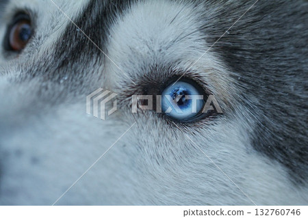 An extreme close-up captures the captivating blue eye of a husky, surrounded by its soft fur, reflecting its surroundings. Concept of the soul in the eye and wild ancestry An extreme close-up captures the captivating blue eye of a husky, surrounded by its soft fur, reflecting its surroundings. Concept of the soul in the eye and wild ancestry 132760746