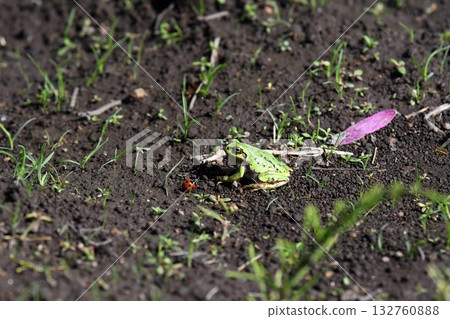 青蛙和瓢蟲 青蛙和瓢蟲 132760888