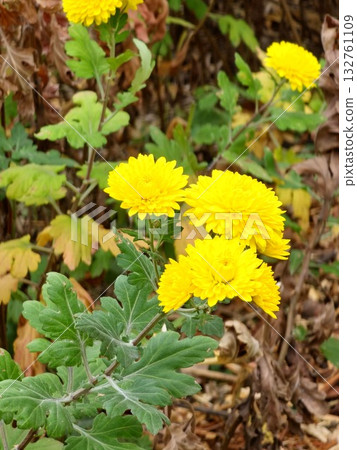 Bright yellow Chrysanthemum morifolium flowers in garden on sunny autumn day. A beautiful colorful background, photographed with soft focus. Bright yellow Chrysanthemum morifolium flowers in garden on sunny autumn day. A beautiful colorful background, photographed with soft focus. 132761109