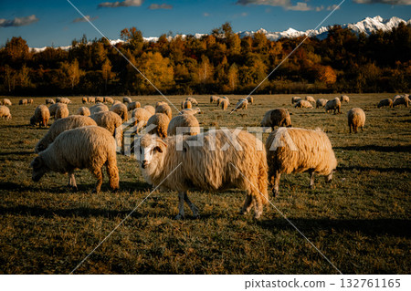 Flock of sheep grazing on meadow during sunset with mountains in background Flock of sheep grazing on meadow during sunset with mountains in background 132761165