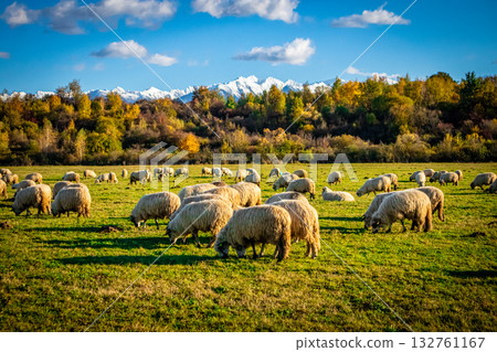 Flock of sheep grazing on green field with mountains in background Flock of sheep grazing on green field with mountains in background 132761167