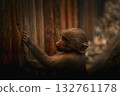 Young monkey touching wooden wall in soft natural light 132761178