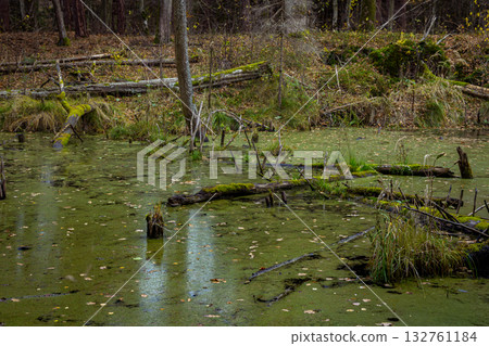 Forest swamp with trees and green water surface, autumn landscape background in Poland 132761184