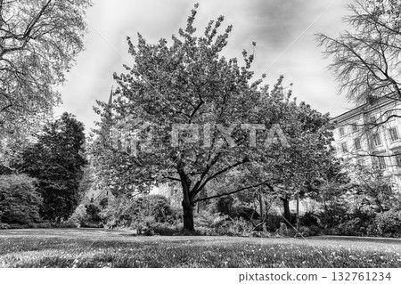 Idillic cherry blossom tree in bloom, London, England, UK 132761234