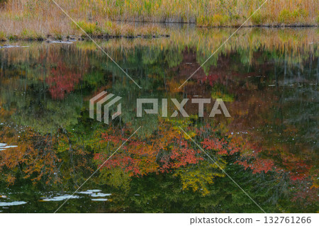 Reflective autumn leaves Reflective autumn leaves 132761266