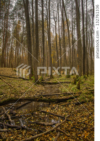 Autumn forest with trees and small stream, nature landscape background in Poland Autumn forest with trees and small stream, nature landscape background in Poland 132761336