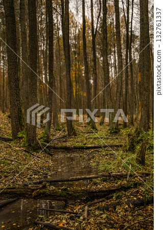 Autumn forest with trees and small stream, nature landscape background in Poland 132761337
