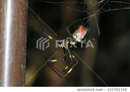 Alive midwinter orb spider (25/1/20, Kawasaki City) 132761348
