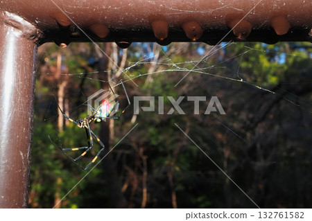 Alive midwinter orb spider (25/1/20, Kawasaki City) 132761582